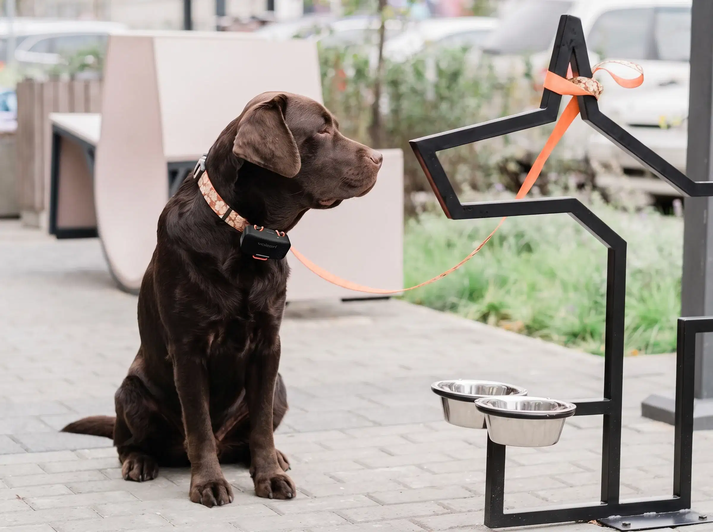 Labrador entspannt im Café mit dem Voicari Emotions-Wearable