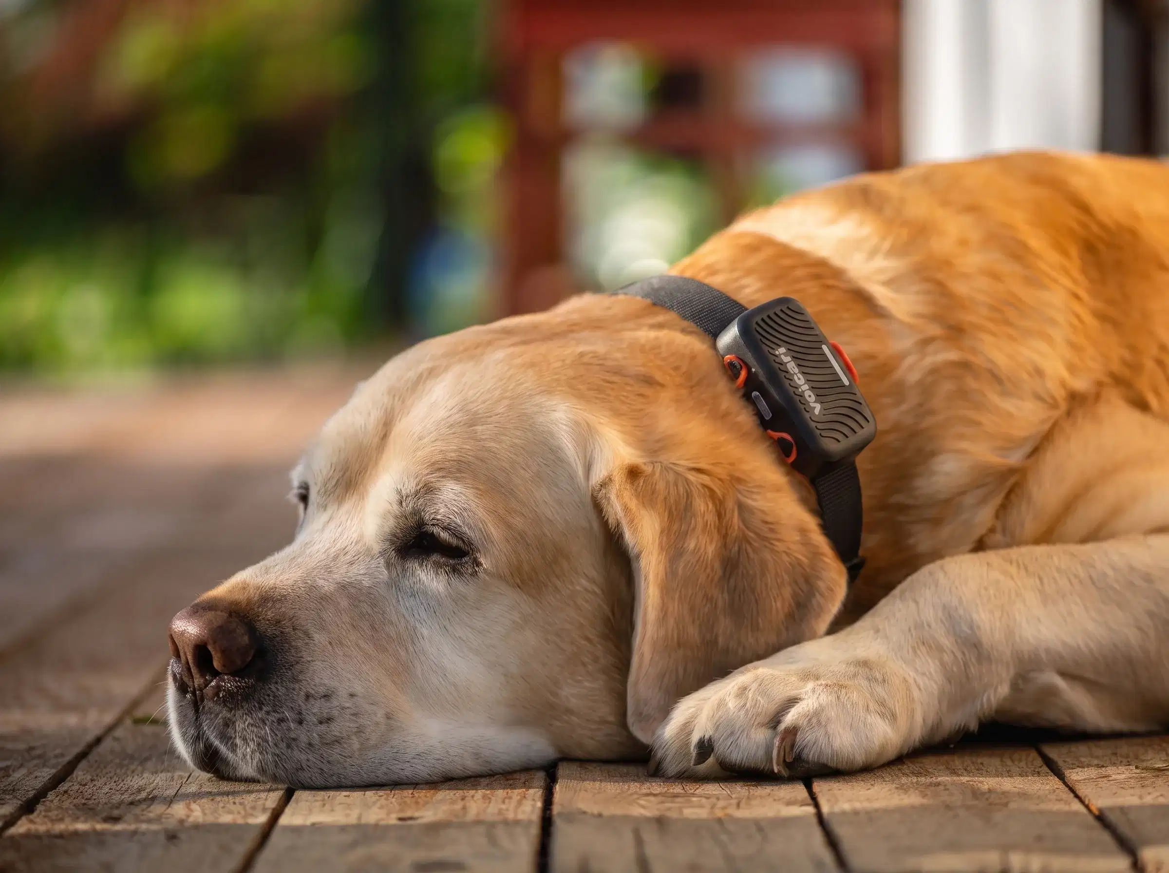 Labrador schläft zu Hause, Ruhe und Schlaf von Voicari erfasst