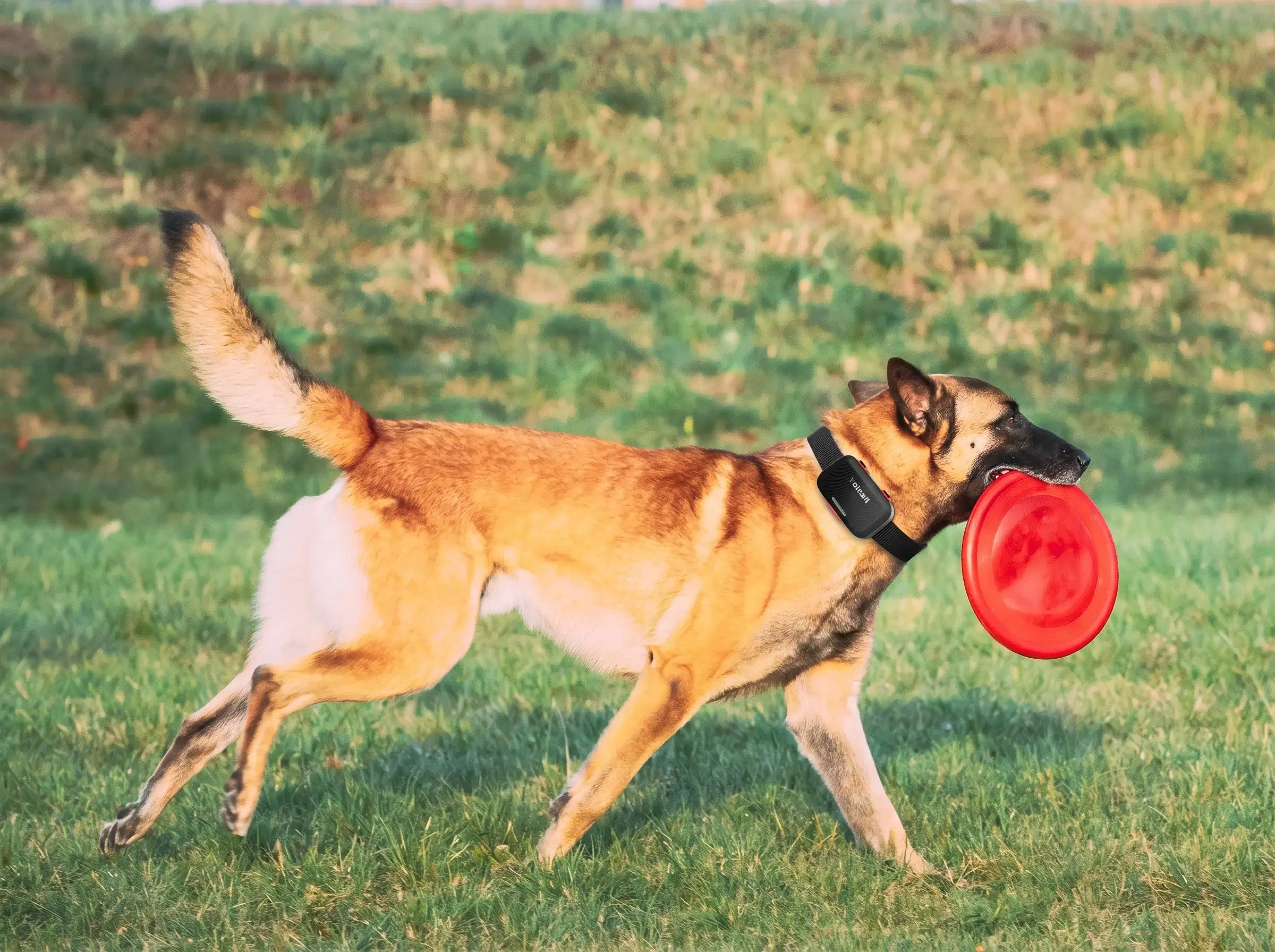 Malinois beim Spielen im Freien, Aktivität von Voicari erfasst