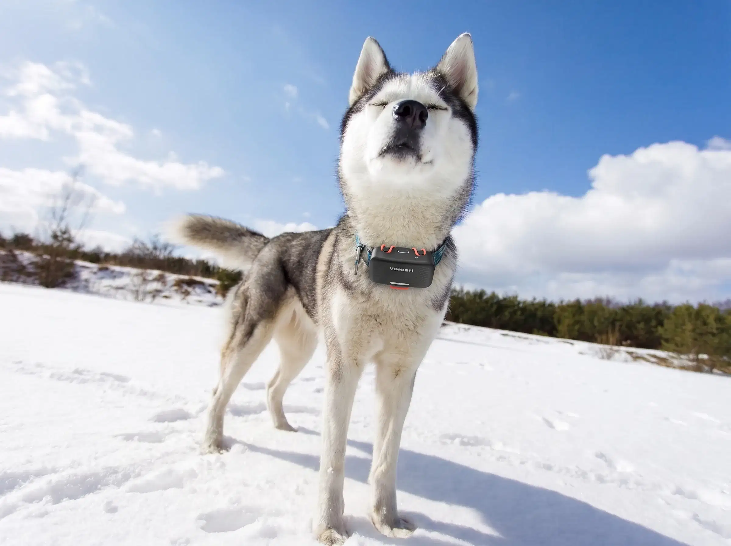 Husky im Schnee mit dem Voicari Emotions-Wearable