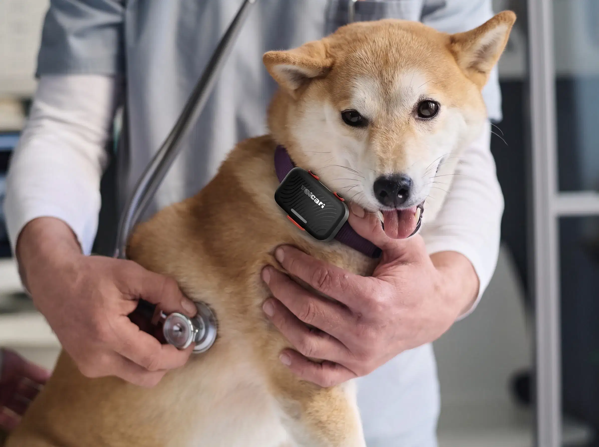 Shiba Inu mit dem Voicari Wearable, Herzfrequenz auf dem Display
