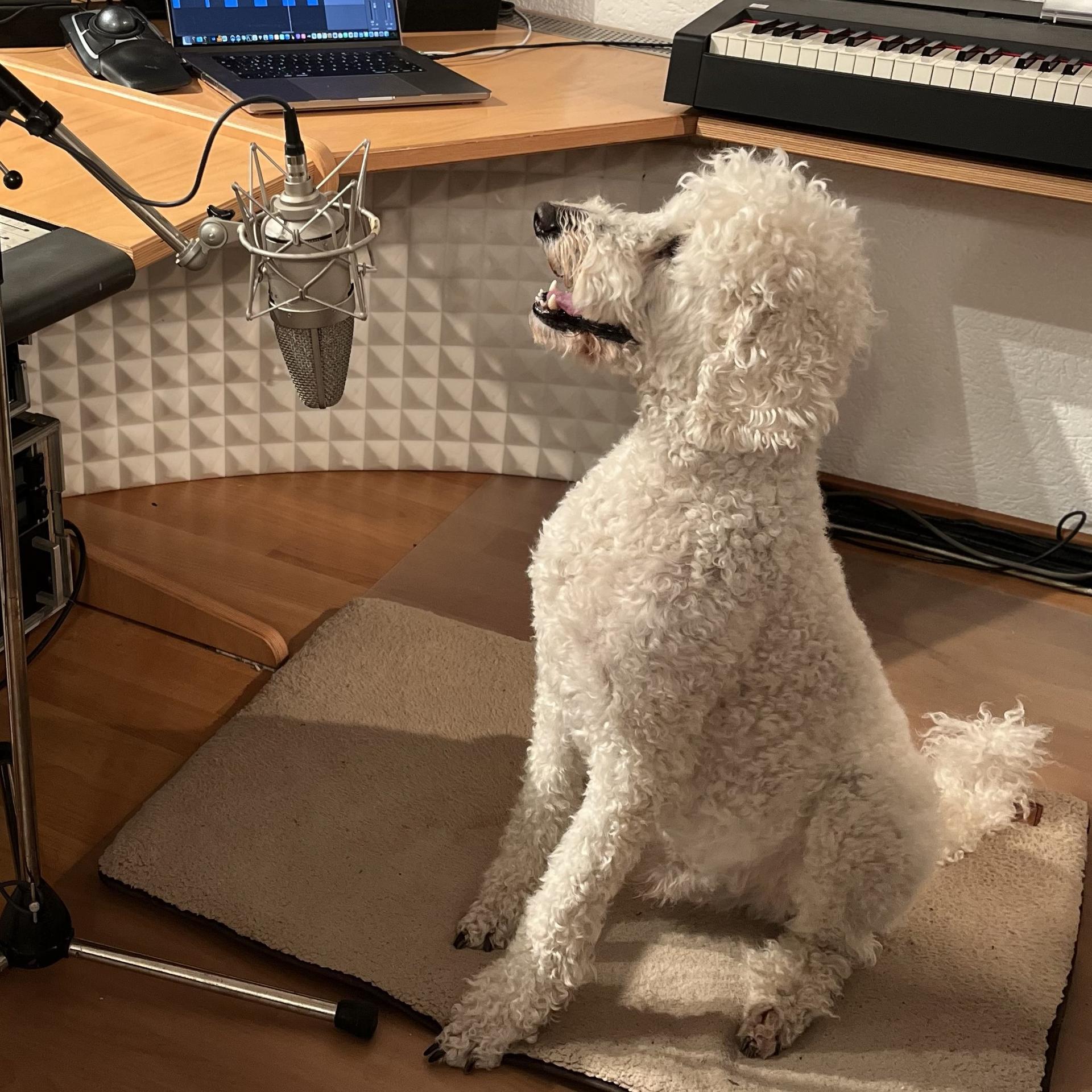 Voicari Newsletter